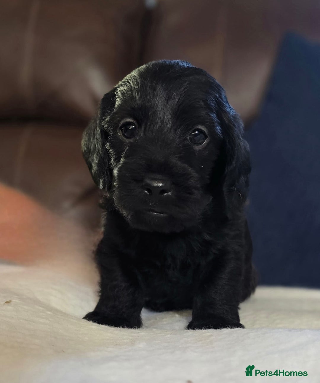 Doxiepoo dogs for sale: Stunning F1 Doxiepoos  - Image 5