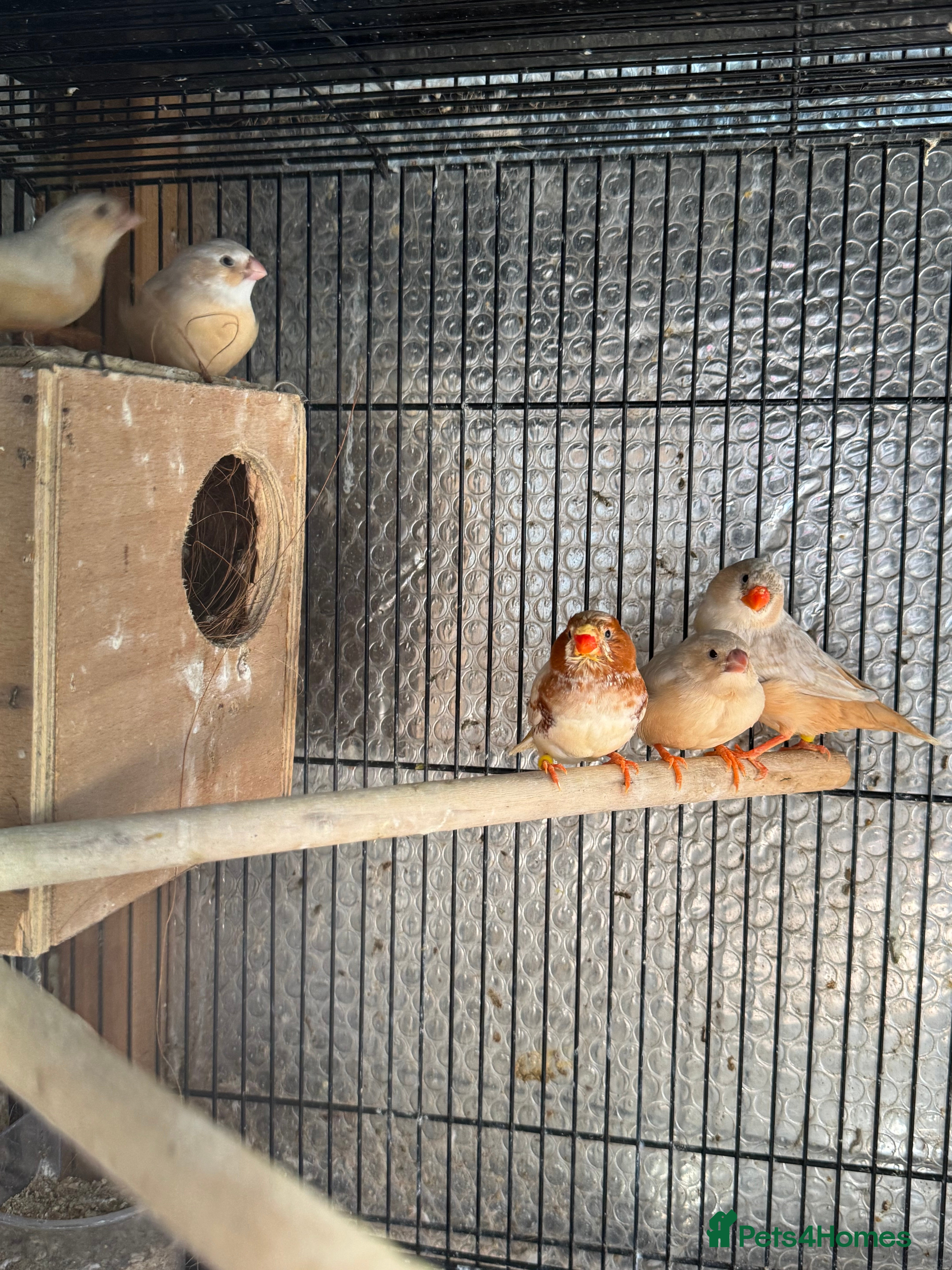 Mixed Breed birds Zebra Finches  - Advert 10