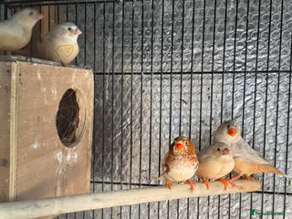 Mixed Breed birds Zebra Finches - Advert 10