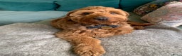 Australian Labradoodle dogs for stud: Australian Labradoodle - Fully Tested, Top Lines - Advert 25