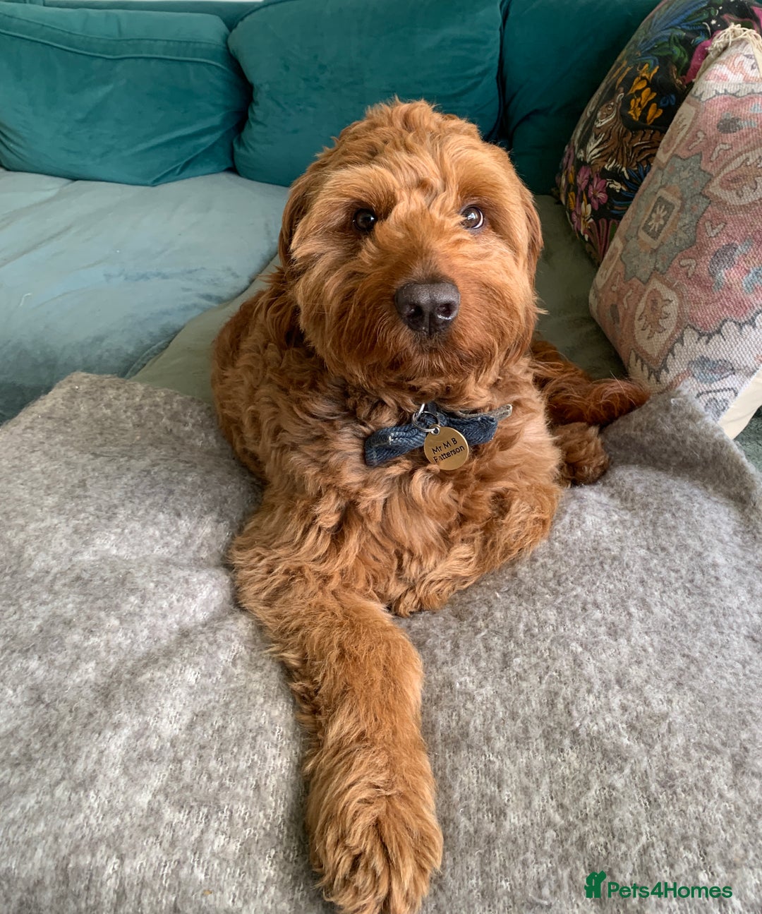 Australian Labradoodle dogs for stud: Australian Labradoodle Stud – Excellent Bloodlines - Image 22