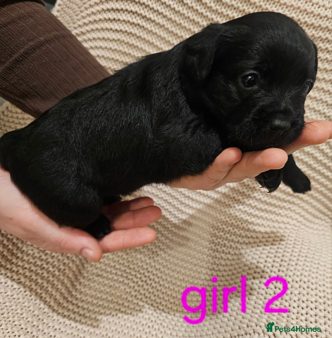 Mixed Breed dogs for sale: Froodle puppies  - Advert 22