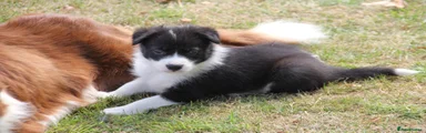 Border Collie 4