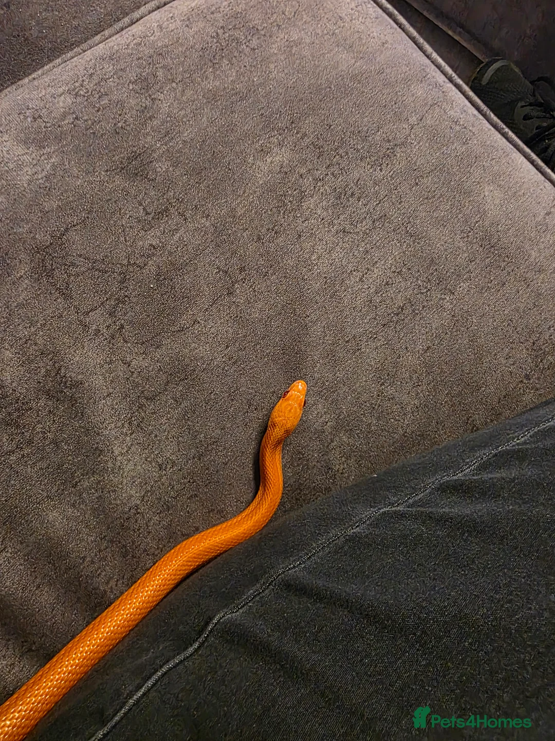 Corn Snake reptiles for sale: Pete- the Fire Stripe Cornsnake  in Nottingham - Advert 14