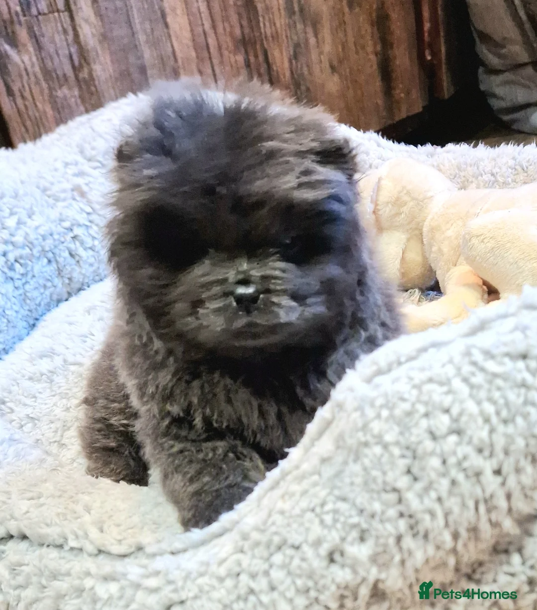 Chow Chow dogs for sale: Micro chow. Kc reg - Advert 5
