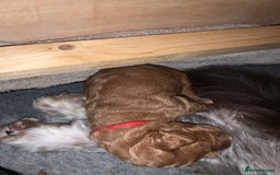 Labradoodle dogs for sale: F1b Miniature Labradoodle Puppies  - Advert 16