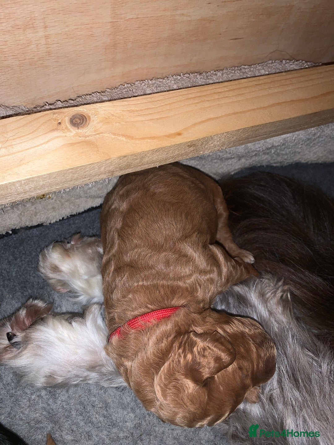 Labradoodle dogs for sale: F1b Miniature Labradoodle Puppies  - Advert 16