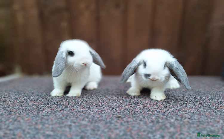Mini Lop rabbits - Advert 6