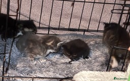 Ragdoll cats for sale: Ragdoll cross - Image 3
