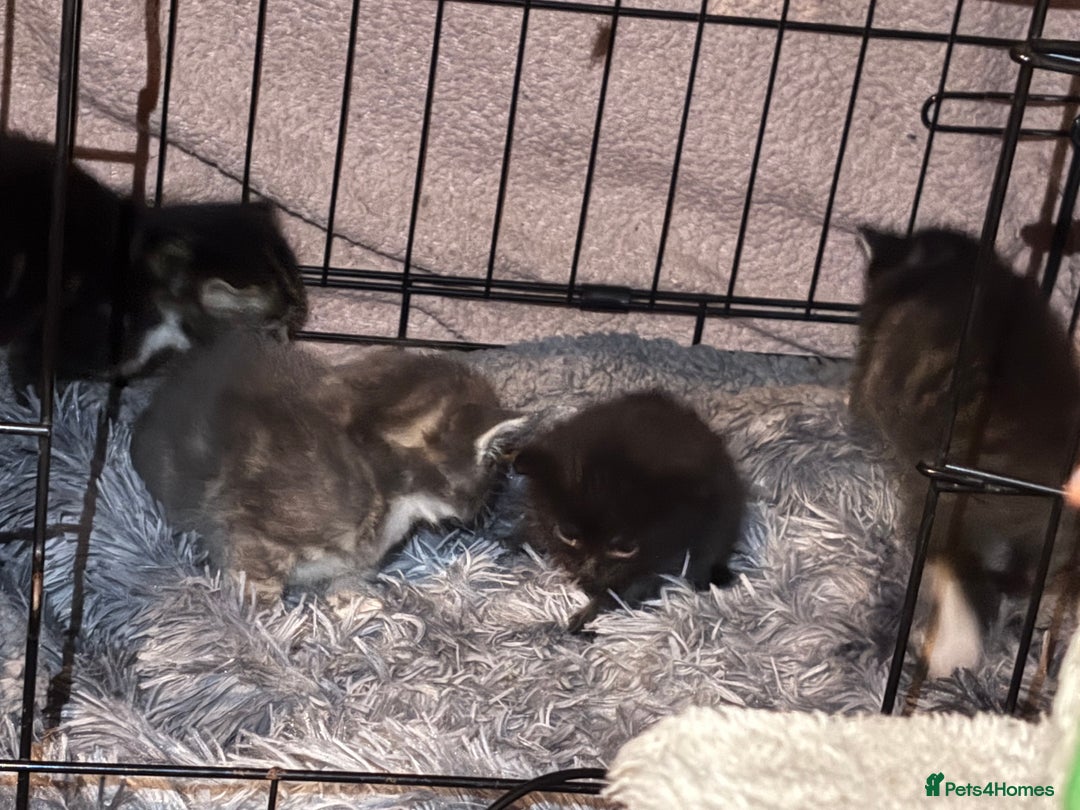 Ragdoll cats for sale: Ragdoll cross - Image 3