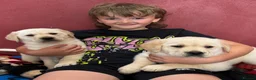 Goldador dogs for sale: Extensively Health tested, Chunky, Great with kids - Advert 11