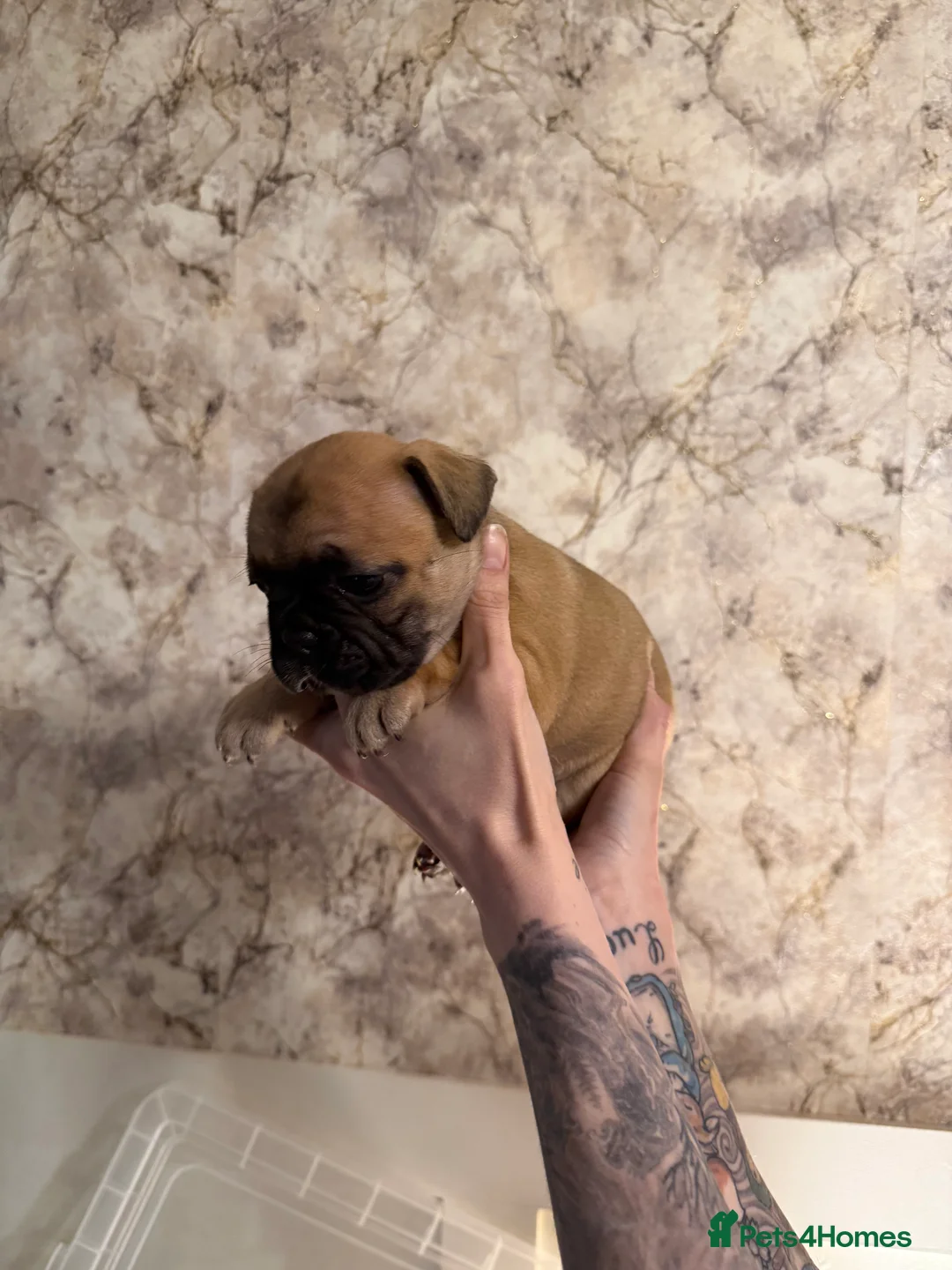 French Bulldog dogs for sale: French Bulldog Puppies - Advert 2