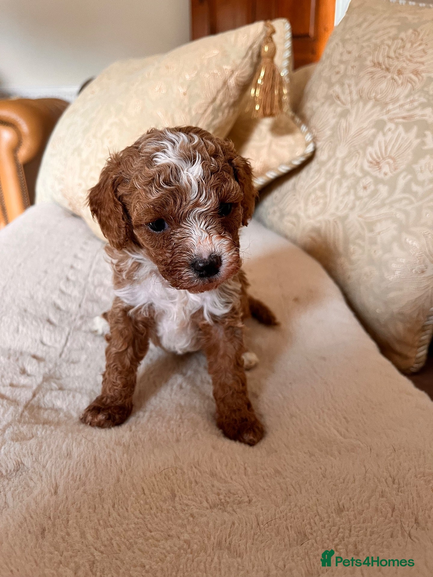 Cavapoo dogs Beautiful f1b cavapoo babies  - Advert 2