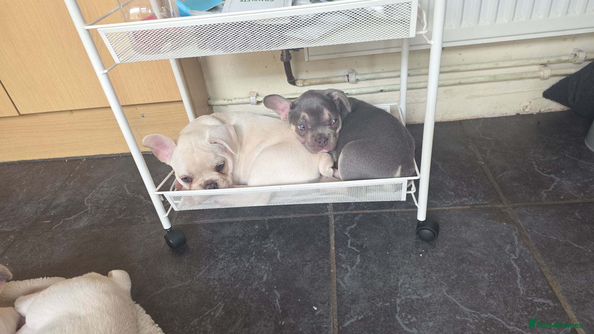 French Bulldog dogs French Bulldog puppies  - Advert 7