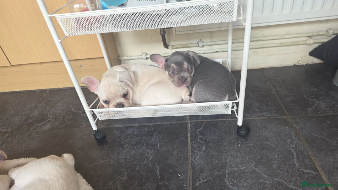 French Bulldog dogs for sale: French Bulldog puppies  - Advert 1