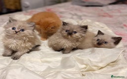 Mixed Breed cats for sale: Ragdoll X Persian kittens  - Image 14