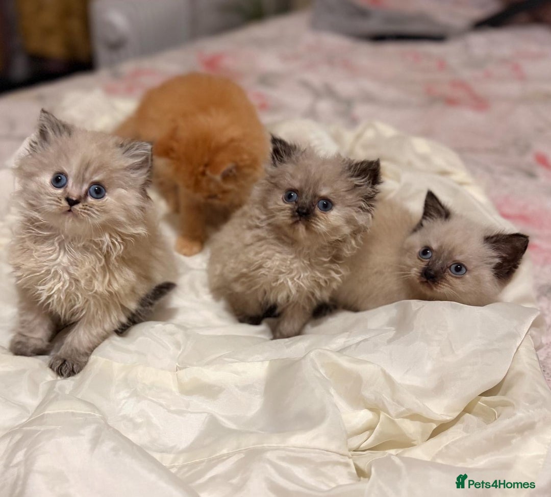 Mixed Breed cats for sale: Ragdoll X Persian kittens  - Image 14