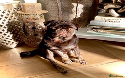 Pug dogs for sale: Chocolate Brown Pug - Image 14