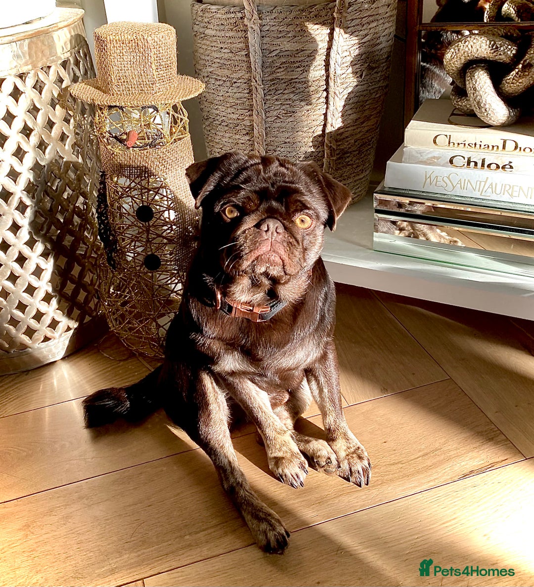 Pug dogs for sale: Chocolate Brown Pug - Image 14