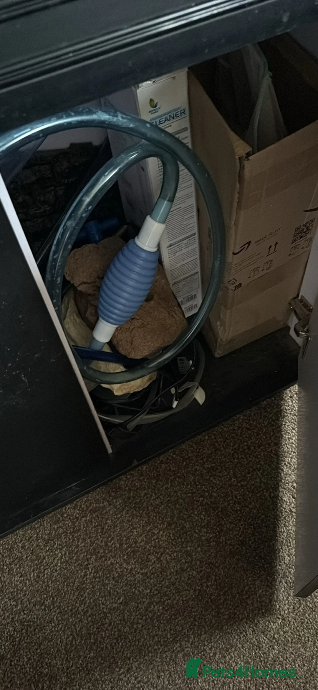 Turtle reptiles for sale: Turtles and tank included - Advert 5