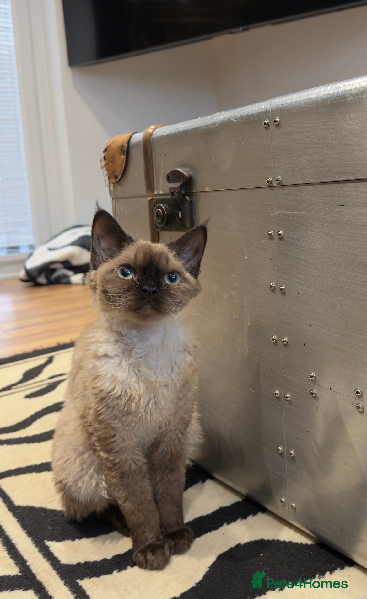 Devon Rex cats GCCF Active reg female longhair Devon Rex  - Advert 2