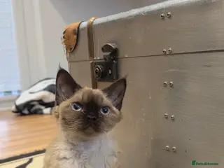 Devon Rex cats GCCF Active reg female longhair Devon Rex - Advert 1