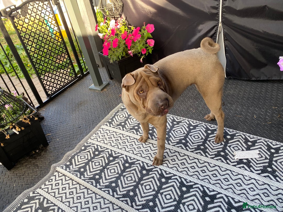 Shar Pei dogs for sale: Shar pei girl - Image 5