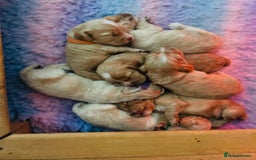 Cocker Spaniel dogs for sale: Stunning golden cocker spaniel puppies  - Image 1