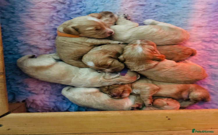 Cocker Spaniel dogs - Advert 1