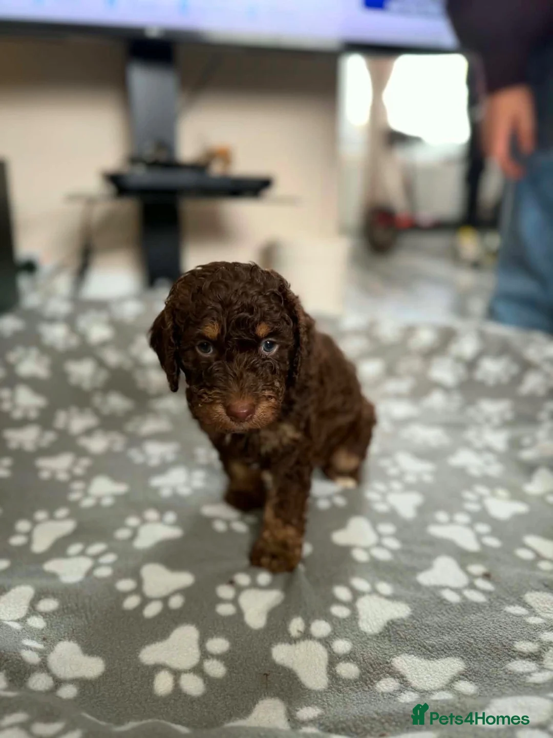 Sproodle dogs for sale: Sproodle pupoy in Stevenston - Advert 4