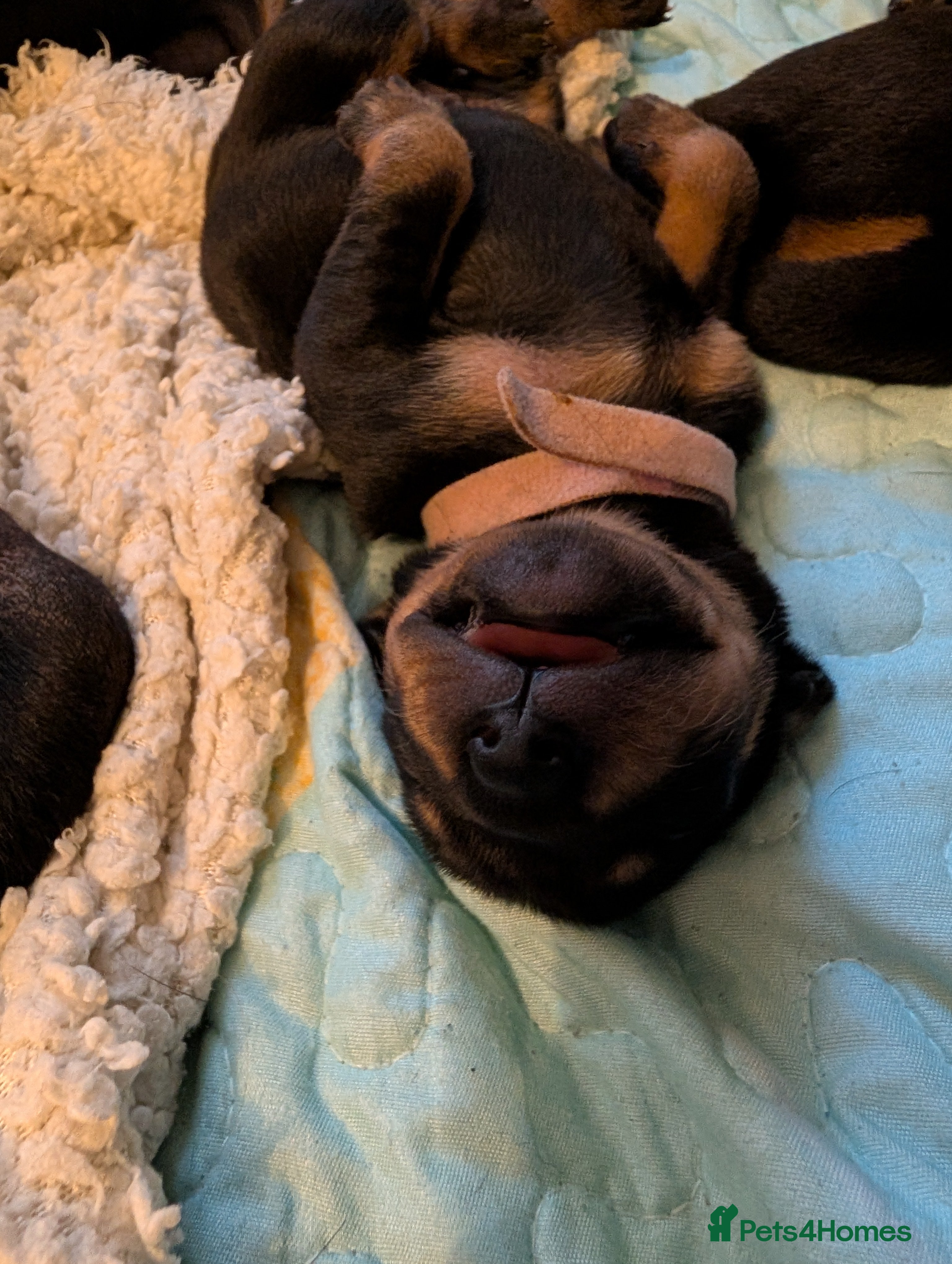 Mixed Breed dogs Lithuanian Hound puppies looking forever home - Advert 2