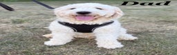 Goldendoodle dogs for sale: Gorgeous F1b Goldendoodle Puppies - Advert 6