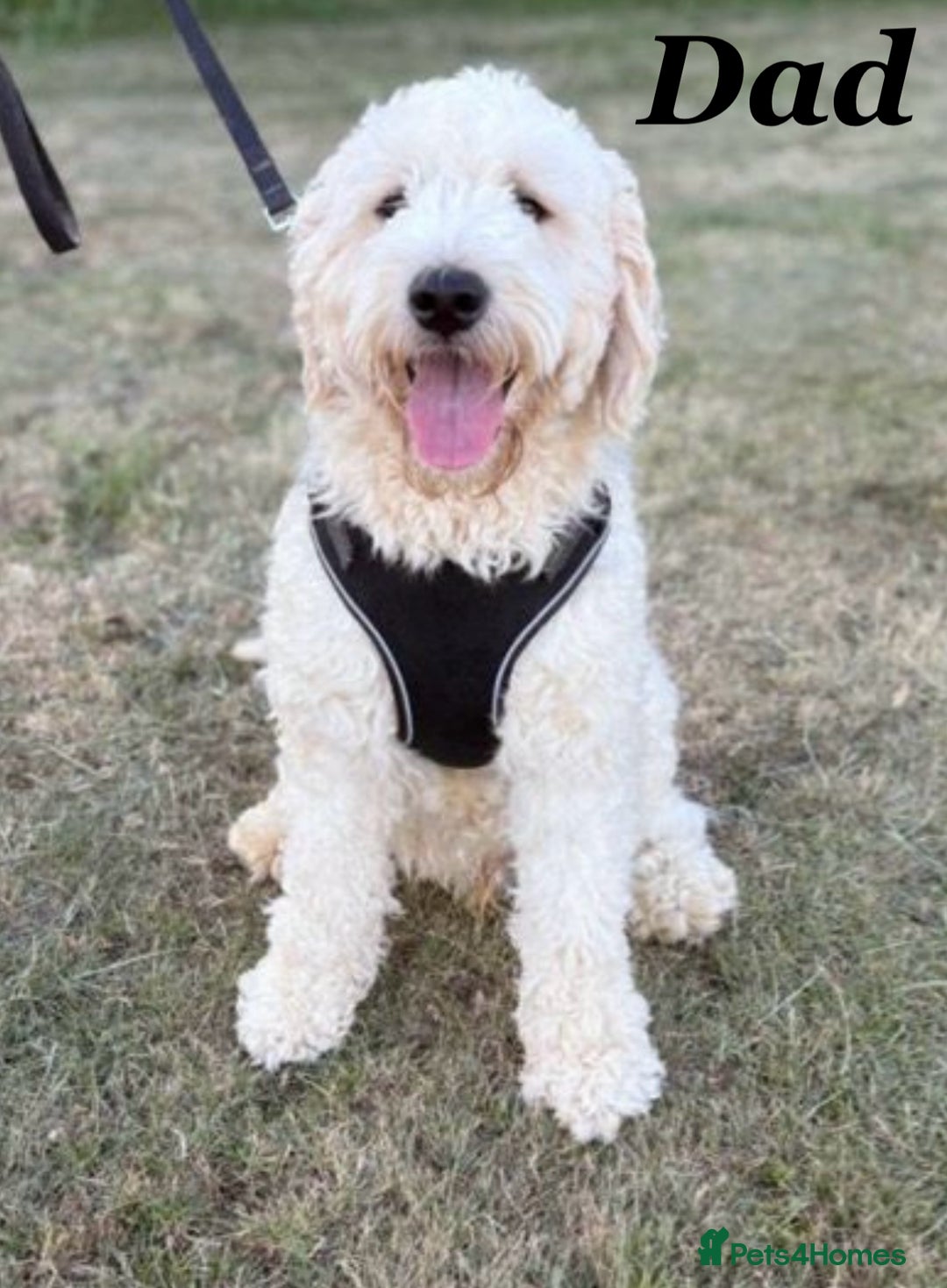 Goldendoodle dogs for sale: Gorgeous F1b Goldendoodle Puppies - Advert 6