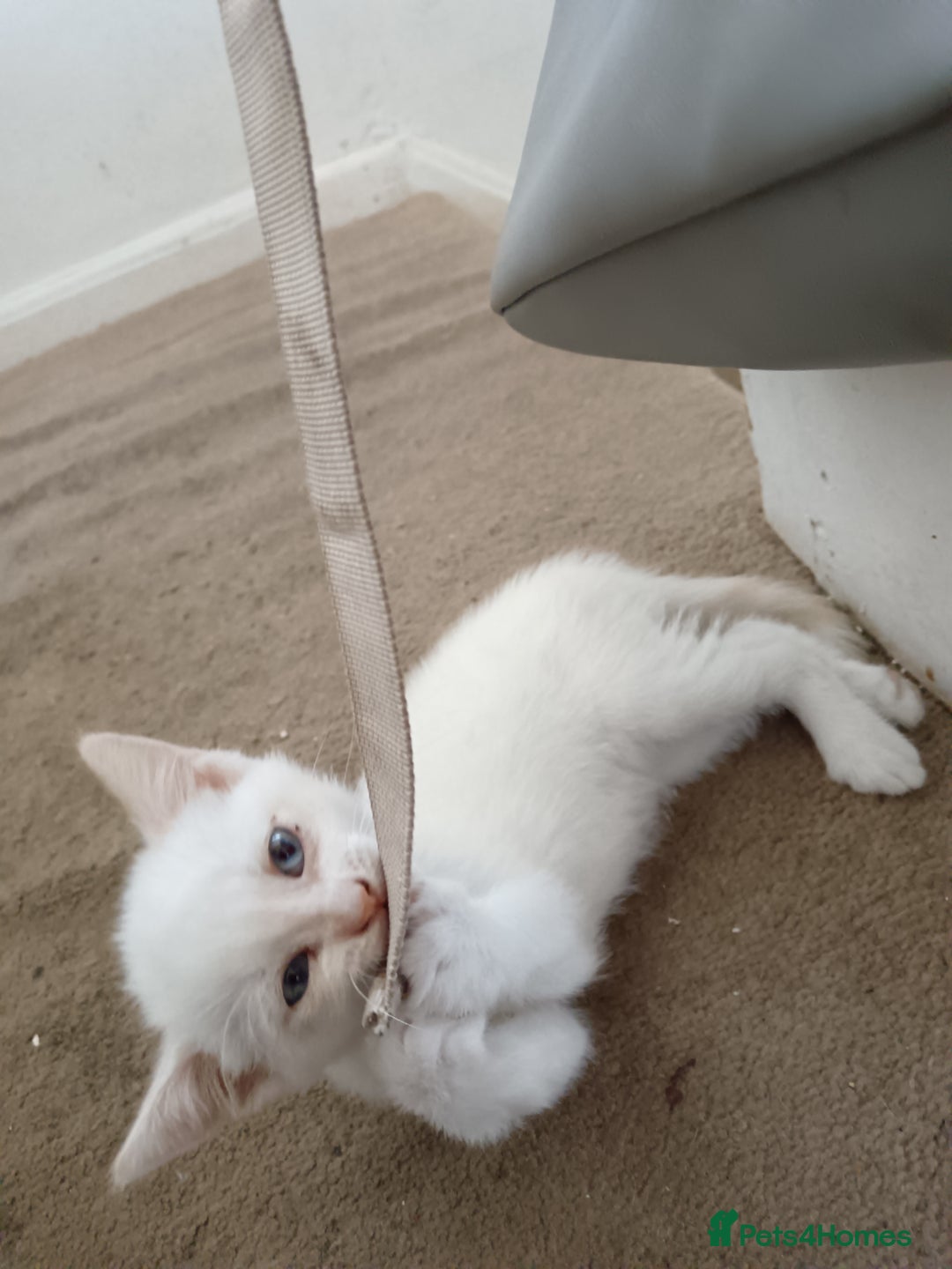 Domestic Shorthair cats for sale: 3 beautiful kittens - Image 22