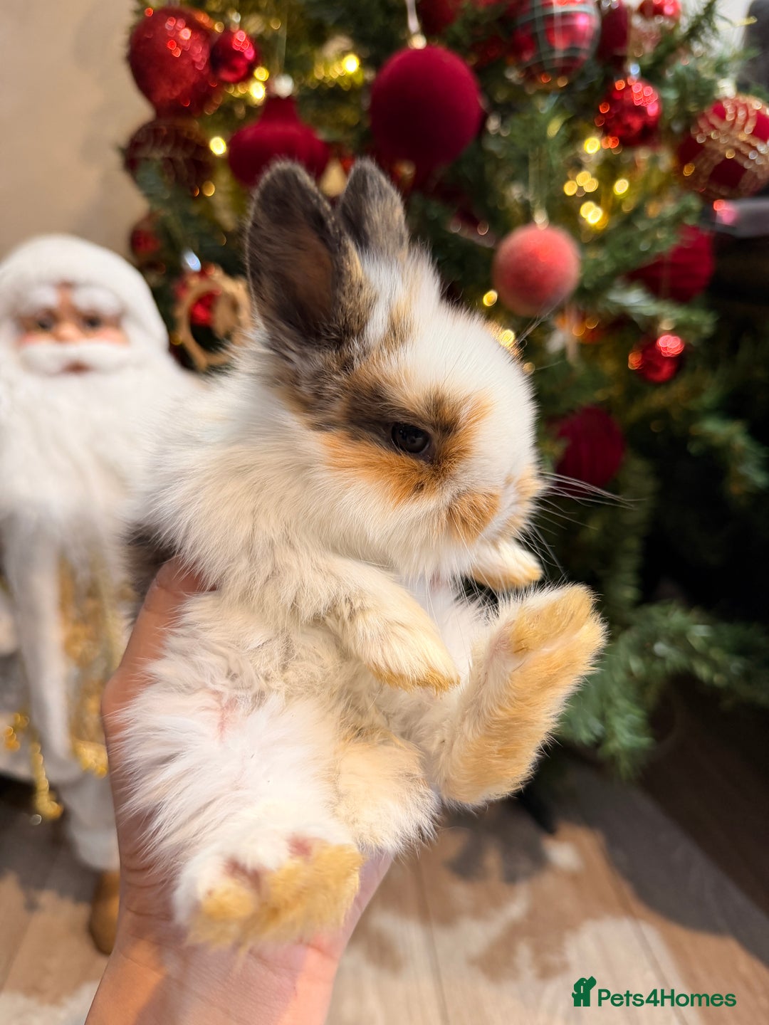 Mini Lion Lop rabbits for sale: Mix of lop & lion head  - Advert 7