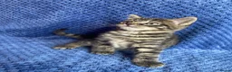 Mixed Breed cats for sale: Mainecoon kittys  - Advert 4