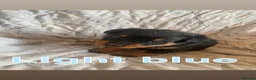 Rottweiler dogs for sale: Big chunky litter of 9 puppies - Advert 12