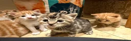Mixed Breed cats for sale: Gorgeous friendly kittens  - Advert 4