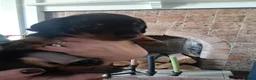 Miniature Dachshund dogs for sale: Minature Dachshund black and tan - Advert 5