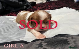 Cavalier King Charles Spaniel dogs for sale: Beautiful Cavalier King Charles Spaniel Puppies - Image 5