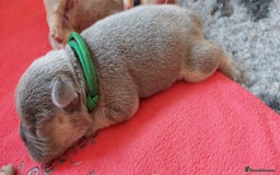 French Bulldog dogs for sale: KC Registered French Bulldog Puppies - Image 5