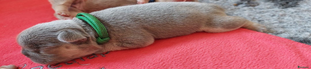 Sulestbulz Friendly Frank