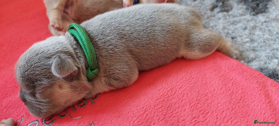 French Bulldog dogs for sale: KC Registered French Bulldog Puppies - Image 5