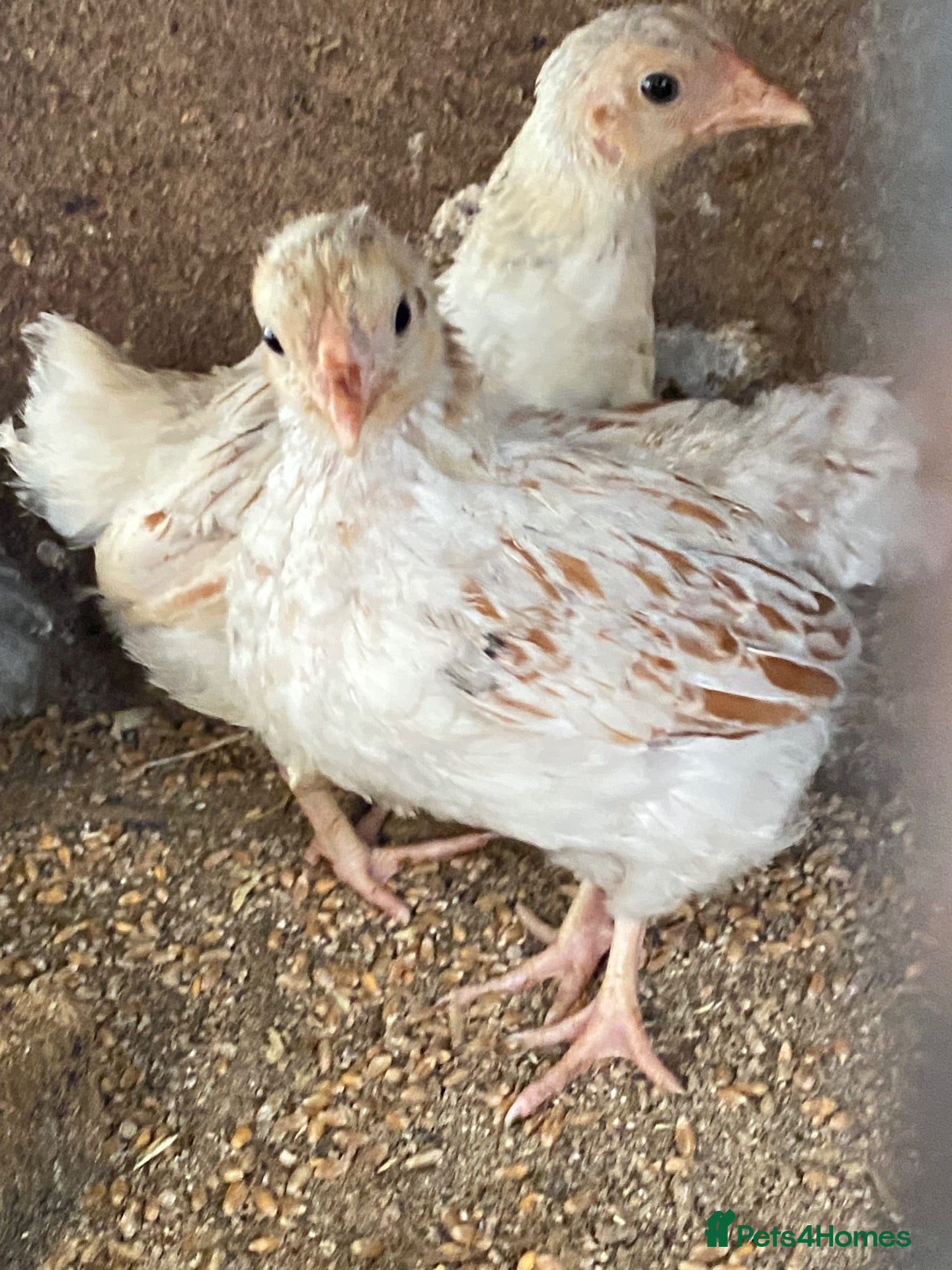 Chickens poultry Beautiful chicken and others  - Advert 3