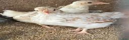 Chickens poultry for sale: Beautiful chicken and others  - Advert 1