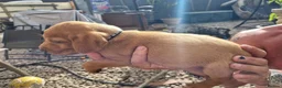 Mixed Breed dogs for sale: Viszlador puppies  - Advert 3