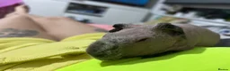 Guinea Pig rodents for sale: Skinny pigs  in Glasgow - Advert 1