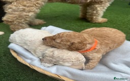 Labradoodle dogs for sale: Labradoodle puppies looking for a loving home  - Image 2
