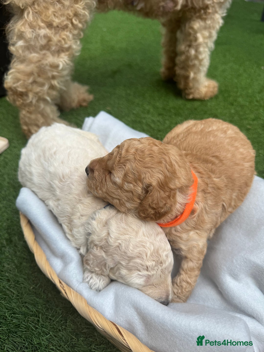 Labradoodle dogs for sale: Labradoodle puppies looking for a loving home  - Image 2