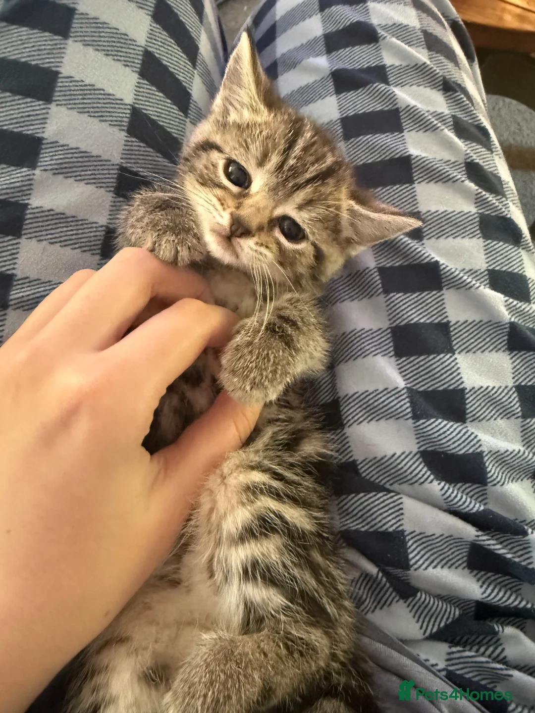 British Shorthair cats for sale: 3 Girl Kittens Available  - Advert 1